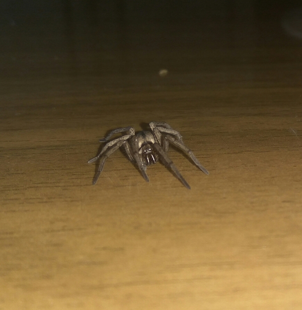 Spider - Spider, My, Flamethrower, Photo