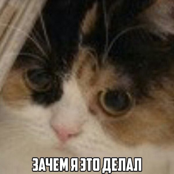 Cats for important negotiations - cat, Memes, In case of important negotiations, Not mine, In contact with, Longpost