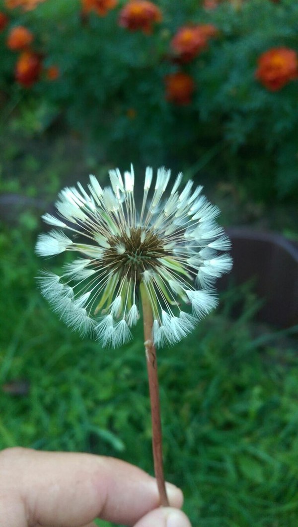 Dandelion and filters - My, Dandelion, , Photo, Dacha, Beautiful, Longpost