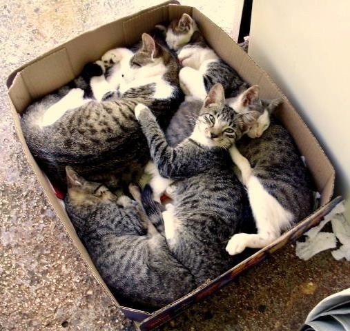 It was 125 days of my attempts to place kittens in good hands - cat, Kotevkorobke, , Help, I'll give it to good hands, In good hands