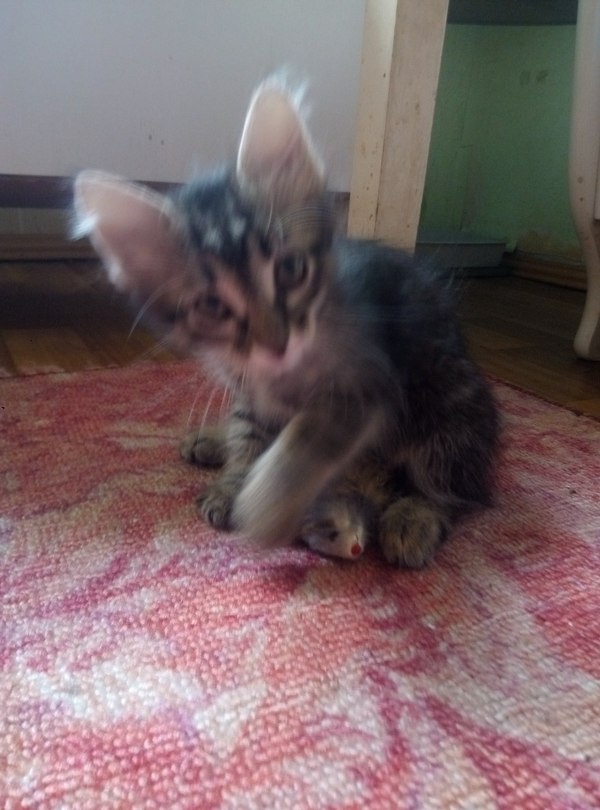   ,   ) ,   , , 