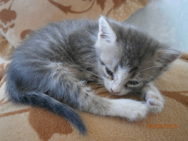 Help get a kitty! - My, cat, Help, Berdyansk, Zaporizhzhia