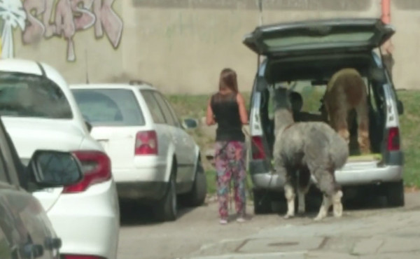 A woman and her passengers... - Female, Girls, Video, Auto, Women