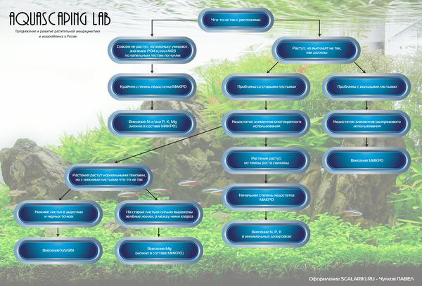 The role of fertilizers in the life of aquarium plants - My, Aquarium, Aquarium plants, Fertilizers for aquarium, Udo, Angelfish, Scalariki, Video