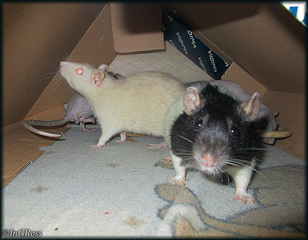 - Шухер, девки! Нас спалили. (Таша, Нюша, Зюзюка, Летика, Тима)