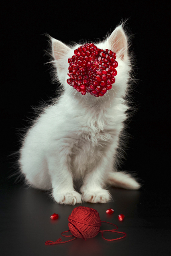 Pomegranate. - My, Garnet, cat, Art, Photo, Photoart, Photomanipulation