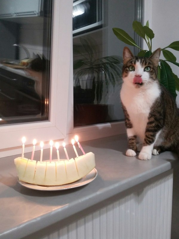 My cat is 8 years old today! - My, Language, , cat