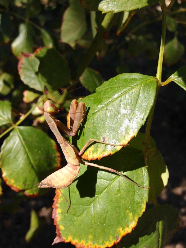 I met such a little praying mantis on the street - My, Mantis, baby, The street, Longpost