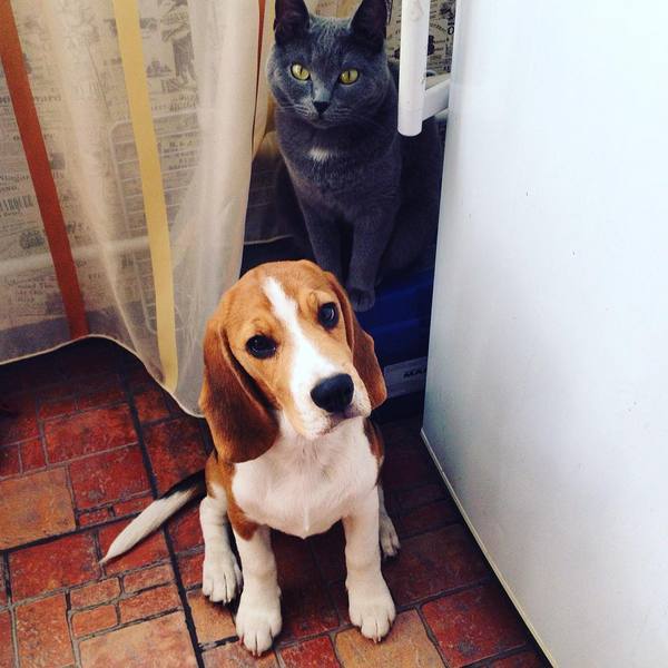 This couple is watching me every morning at the refrigerator - My, Cats and dogs together, Beagle, Morning, Animals, Friends, cat