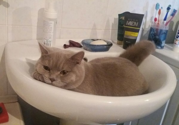 Шакал я паршивый, всё ворую и ворую…