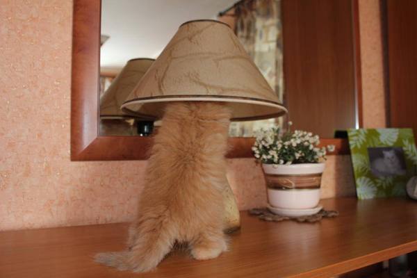 Cat + red + lamp = cat lamp - cat, Redheads, Лампа, Stylishly, Cat with lamp, 