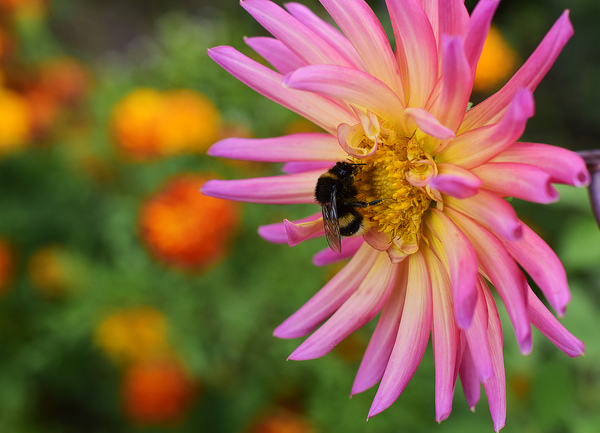 bumblebee and flower - My, Nikon, Nikon d5300, Bumblebee
