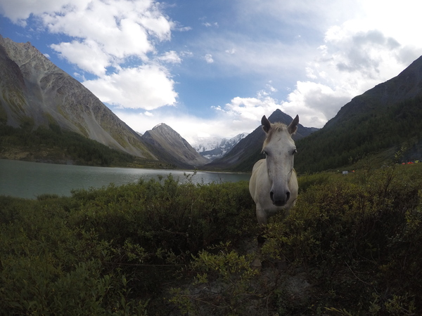 Altai. Beluga. - My, No filters, Altai, Belukha, Horses, Altai Republic