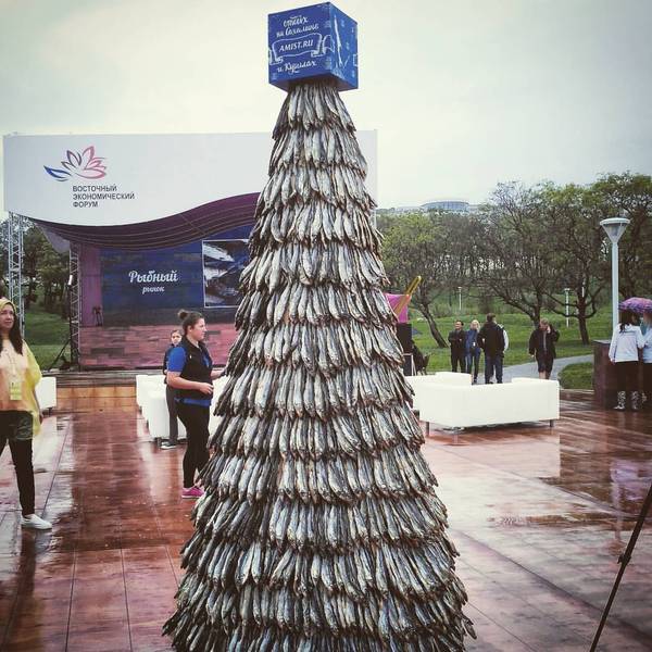 Sakhalin Christmas tree - Christmas trees, Smelt, A fish, Sakhalin, Vladivostok