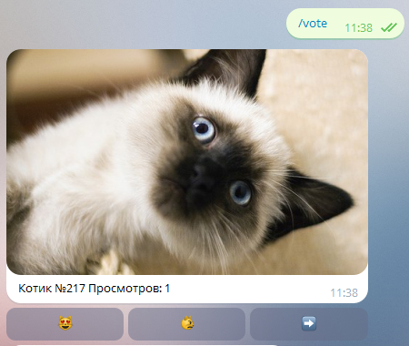 Bot in Telegram uses the power of IBM Watson neural networks to identify cats - Ibm Watson, cat, Нейронные сети, The future has come, Telegram, Longpost