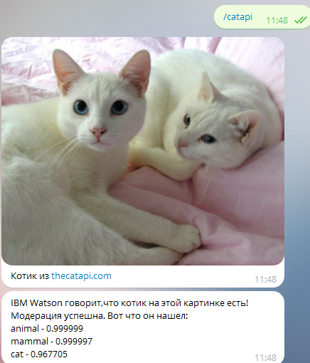 Bot in Telegram uses the power of IBM Watson neural networks to identify cats - Ibm Watson, cat, Нейронные сети, The future has come, Telegram, Longpost