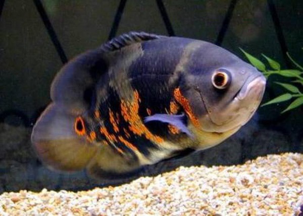 Pet - My, Aquarium, Aquarium fish, Story