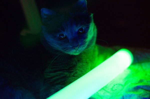 A cat and some kind of glowing thing. - My, Photo, cat, Helios, Darkness