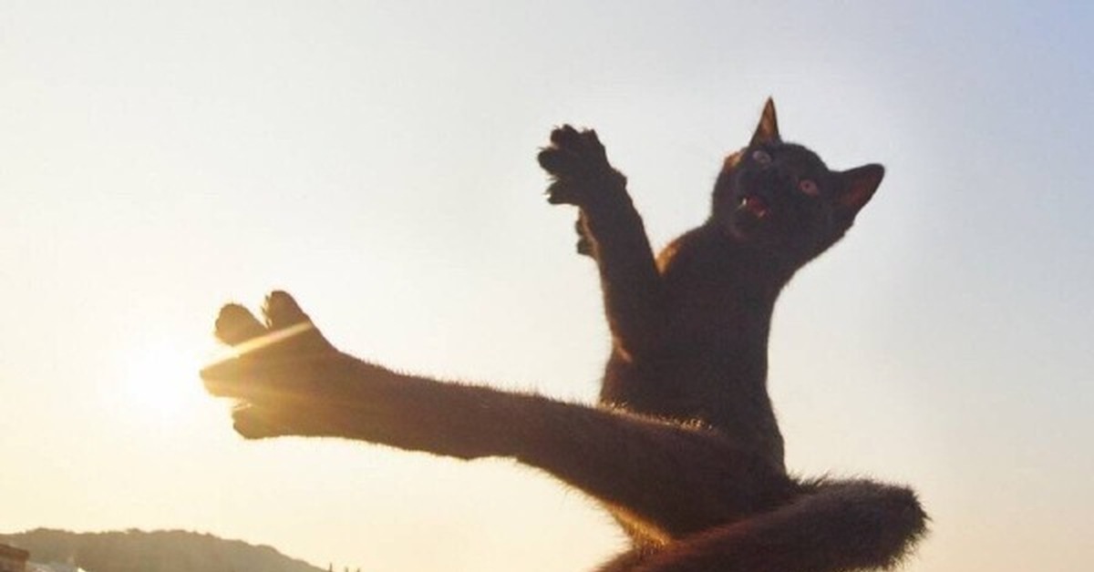 Прикольный котик кунг фу. Кот монах. Кот ниндзя фото. Кунг фу кошка. Кот кунг фу.