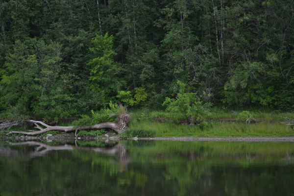 Just a photo... - Photo, My, Forest, The photo, Nature