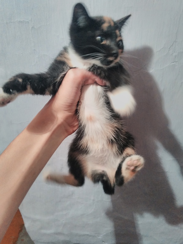 ��� ������� ���� ��� ������ (�����).�������.