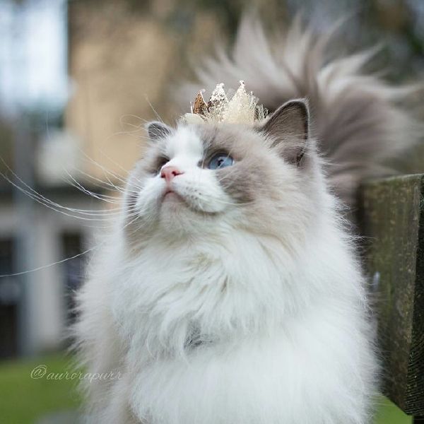 Korolevishna - cat, Crown, Longpost