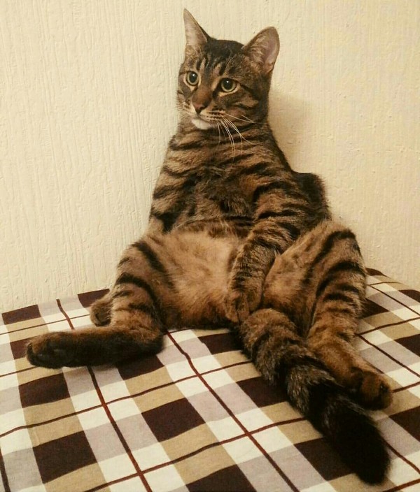 Yes, man, I'm comfortable! - Fatigue, cat, My, Relaxation