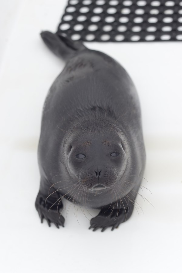 Nerpa Kroshik - Seal, , Animals, Pinnipeds, Milota, Mammals, Seal