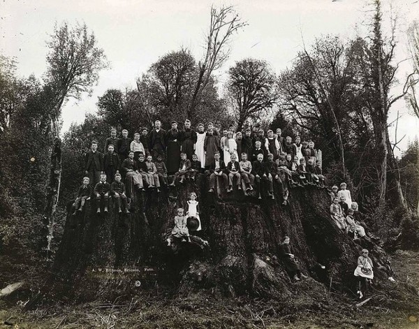 Филдбрукский пень, 1890-е