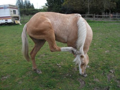 First time at the first equestrian club! - My, Horses, Horses, Новичок, Advice, Behavior, Video, Longpost