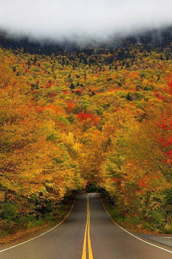 Road to autumn - Road, Autumn, Seasons, Nature