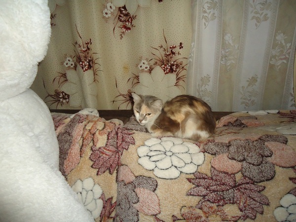My personal Cotoland 40 - My, cat, Lipetsk, Shelter, Help, Kindness, Painting, Magazine, Longpost