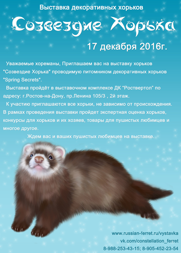 Exhibition of ferrets Constellation Ferret in Rostov-on-Don December 17, 2016 - My, Ferret, Ferret, Exhibition, , , Rostov-on-Don