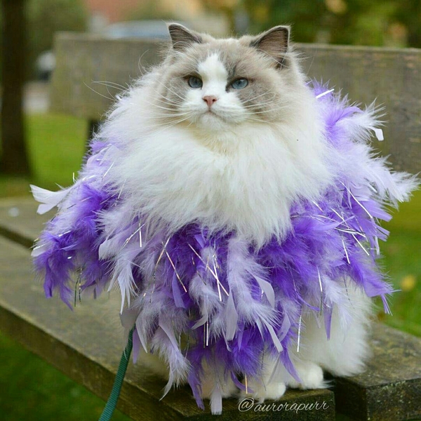 That feeling when you are a miracle... in feathers - cat, Kotevkorobke, Miracle in feathers