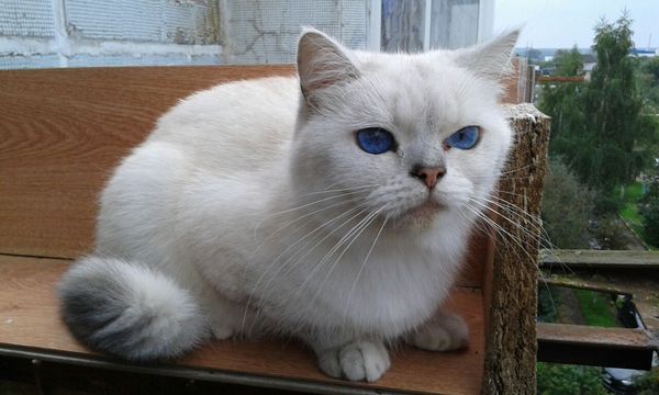 The last few days to bask in the sun. - My, cat, Cat on the balcony