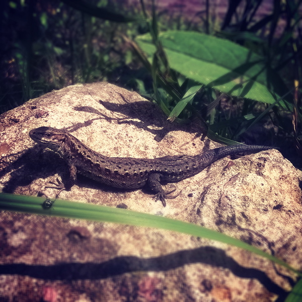 Basking in the sun - My, Lizard, Autumn, Heat, wildlife, Moscow region