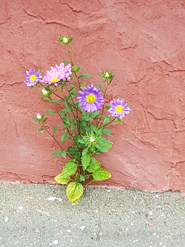 Asters on asphalt - My, Flowers, Town, Asphalt, Longpost