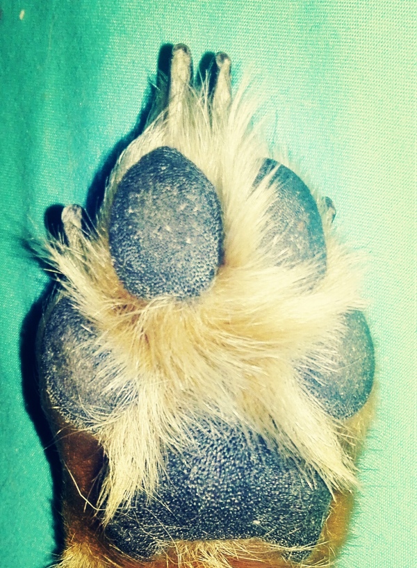 My dog's paw pads remind me of space. - My, Dog, Paws, Space, Starry sky