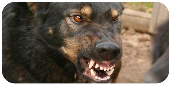 How to react if a dog attacks you? - Dog, Attack, Protection, Text, Longpost