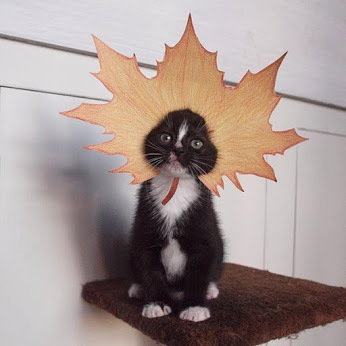 Soon women's autumn pictures? And the cats are ahead! - The photo, cat, Autumn, Maple Leaf, 