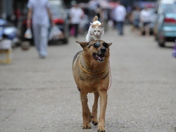 Another story of friendship between a cat and a dog - cat, Dog, friendship, China