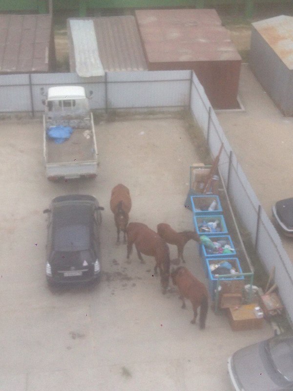 This is Yakutsk, baby! (horses that walk by themselves) - Yakutsk, Yakutia, Horses, Animals, Garbage, Town, Photo, Longpost