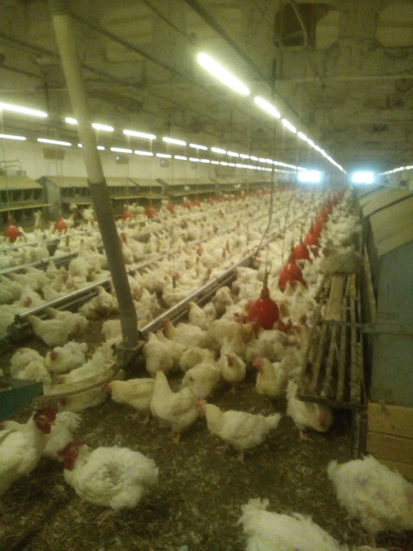 On the wave of photos from workplaces))) - My, Poultry farm, Workplace, Egg or chicken?, Hen, Work, Longpost, Poultry farm