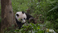 Giant pandas are no longer an endangered species. - Panda, Text, GIF, Interesting, news