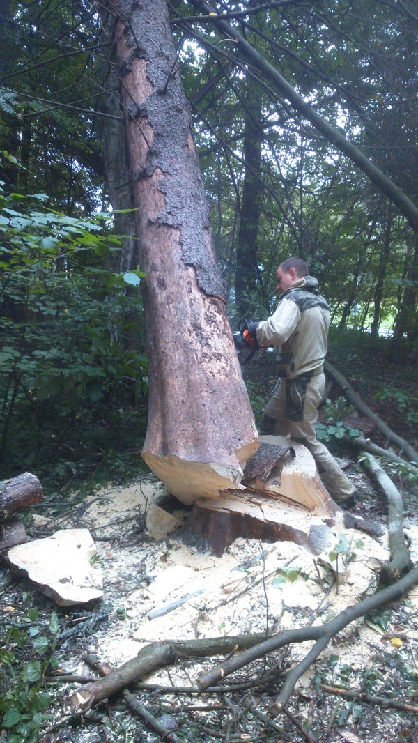 Here is my workplace (double 2)) - My, Forest, Cutting, Logging, Work, Workplace, Tree felling, Chainsaw