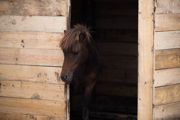 Just a pony with cool bangs - My, , Pony, Zoo, Pony