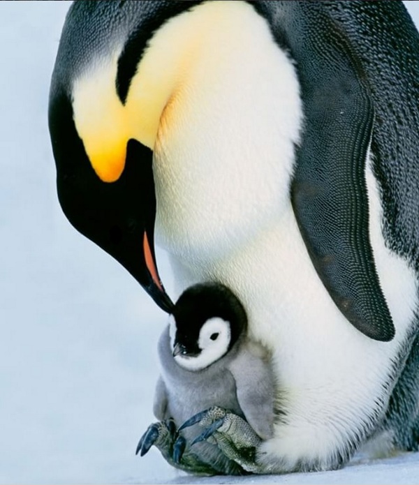 Mom, you already tired me with your care - Penguins, Care, Mum