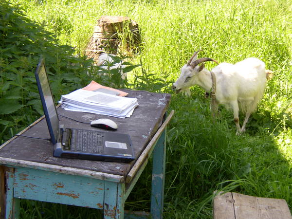 My workplace 12 years ago. - Work, Workplace, Goat, Field