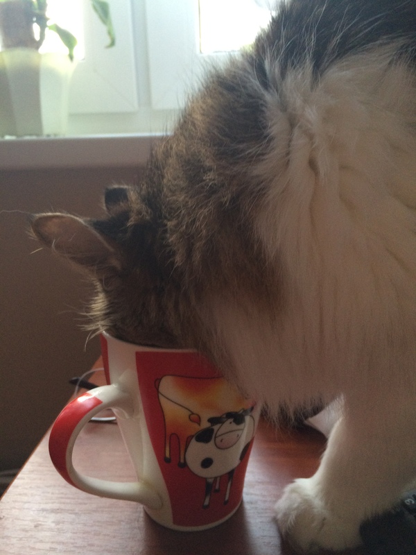 The cat is drinking tea - My, cat, Кружки