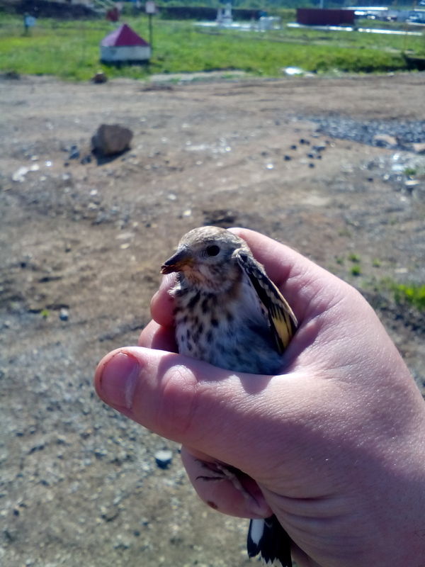 What kind of bird? - My, Work, What kind of bird?